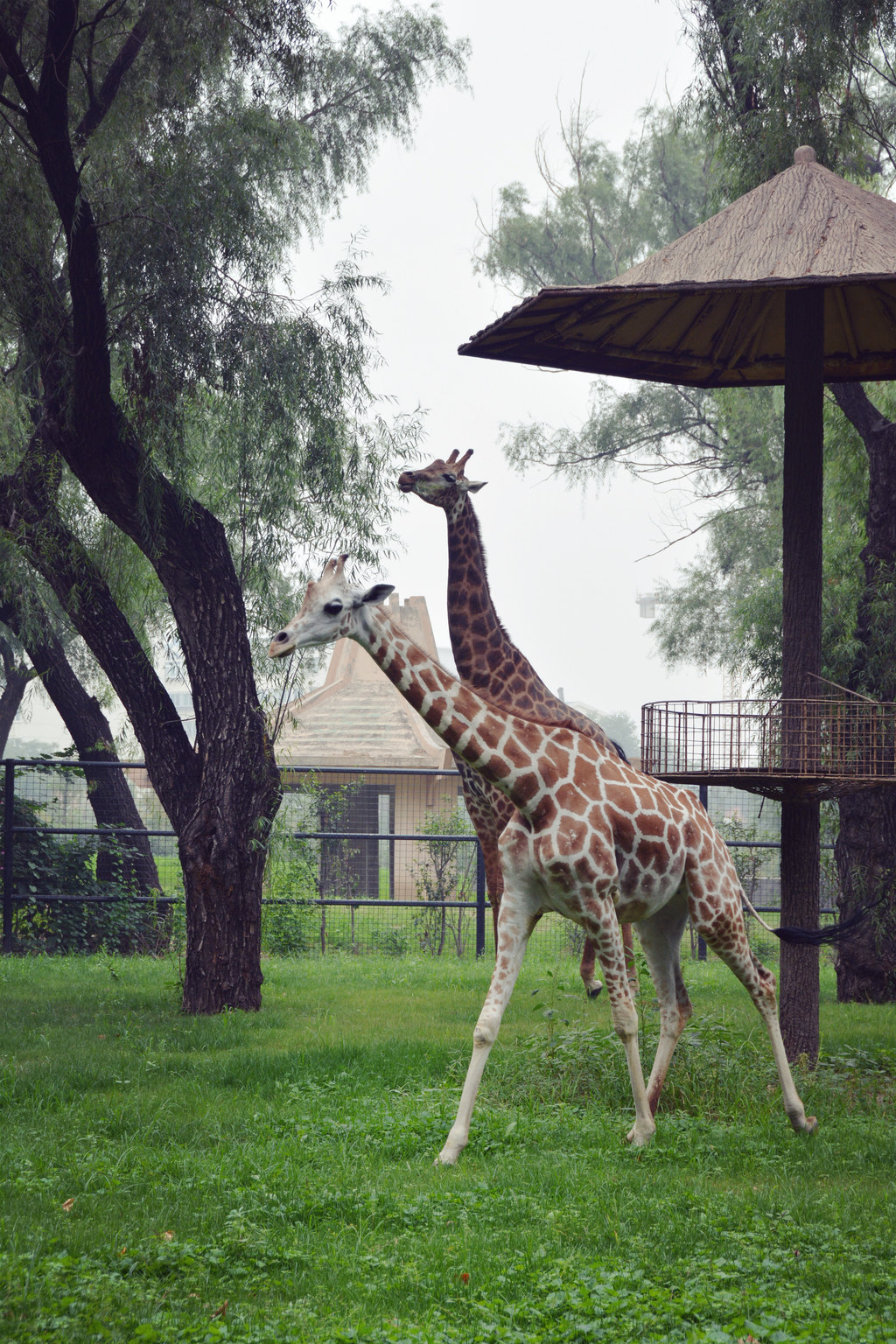 攜子游濟南動物園