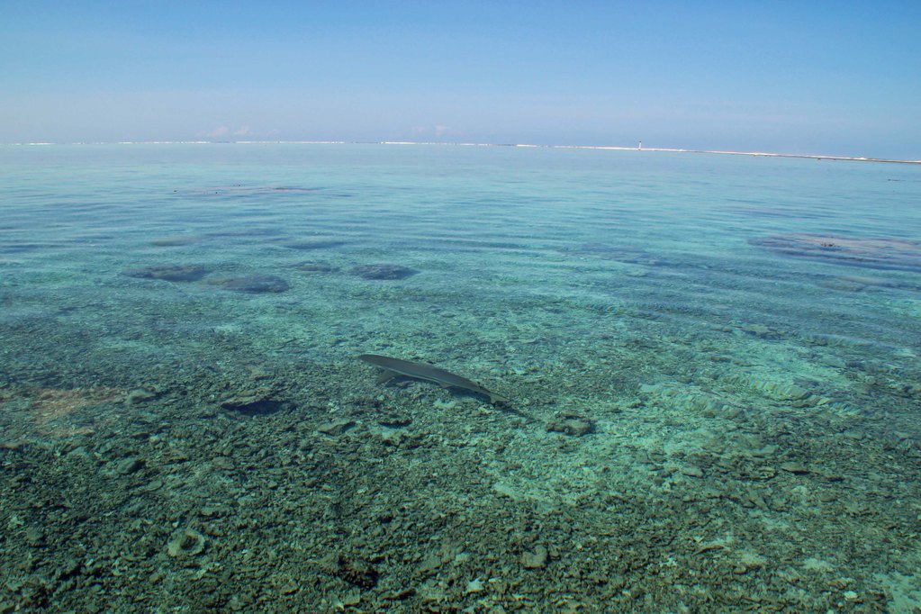 與魚兒共舞--大溪地愛之海水上游