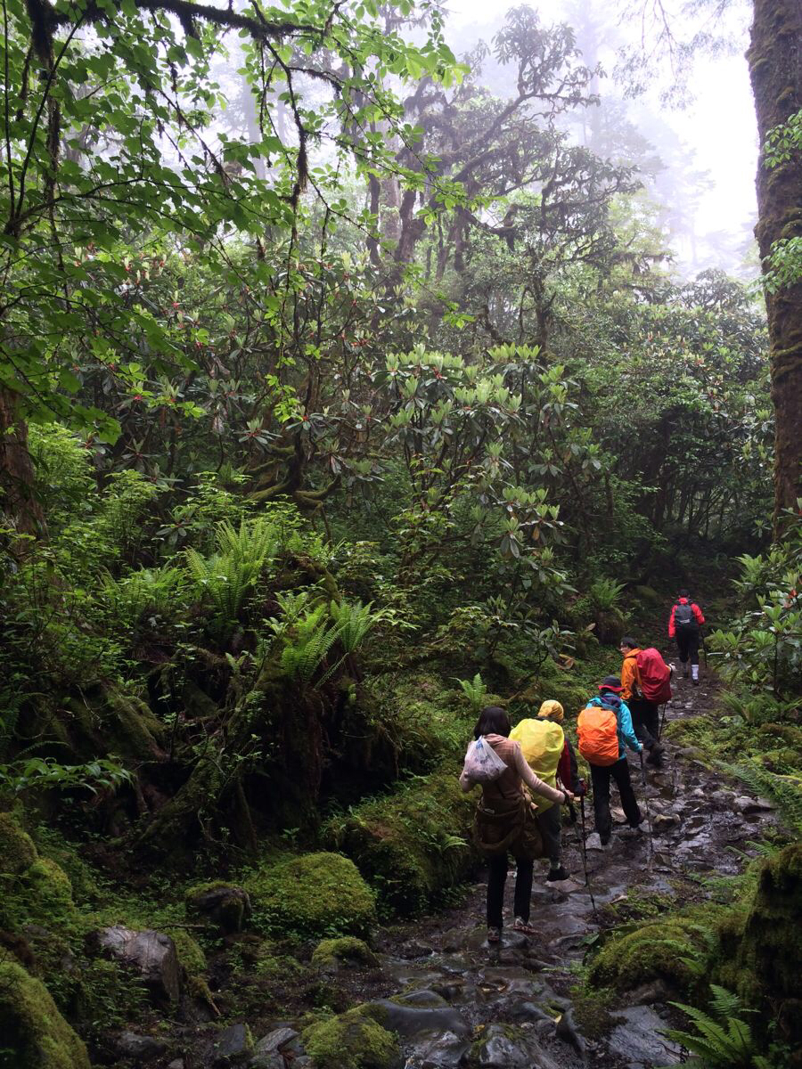徒步墨脱穿越原始森林