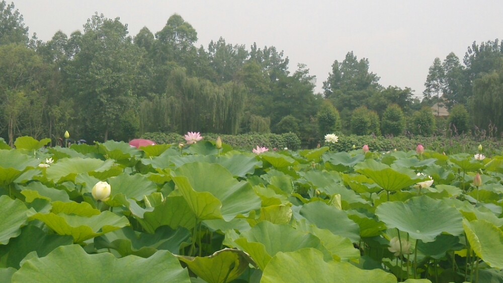 三圣花乡旅游区