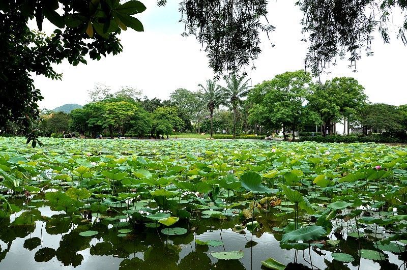 2019洪湖公園_旅遊攻略_門票_地址_遊記點評,深圳旅遊景點推薦 - 去