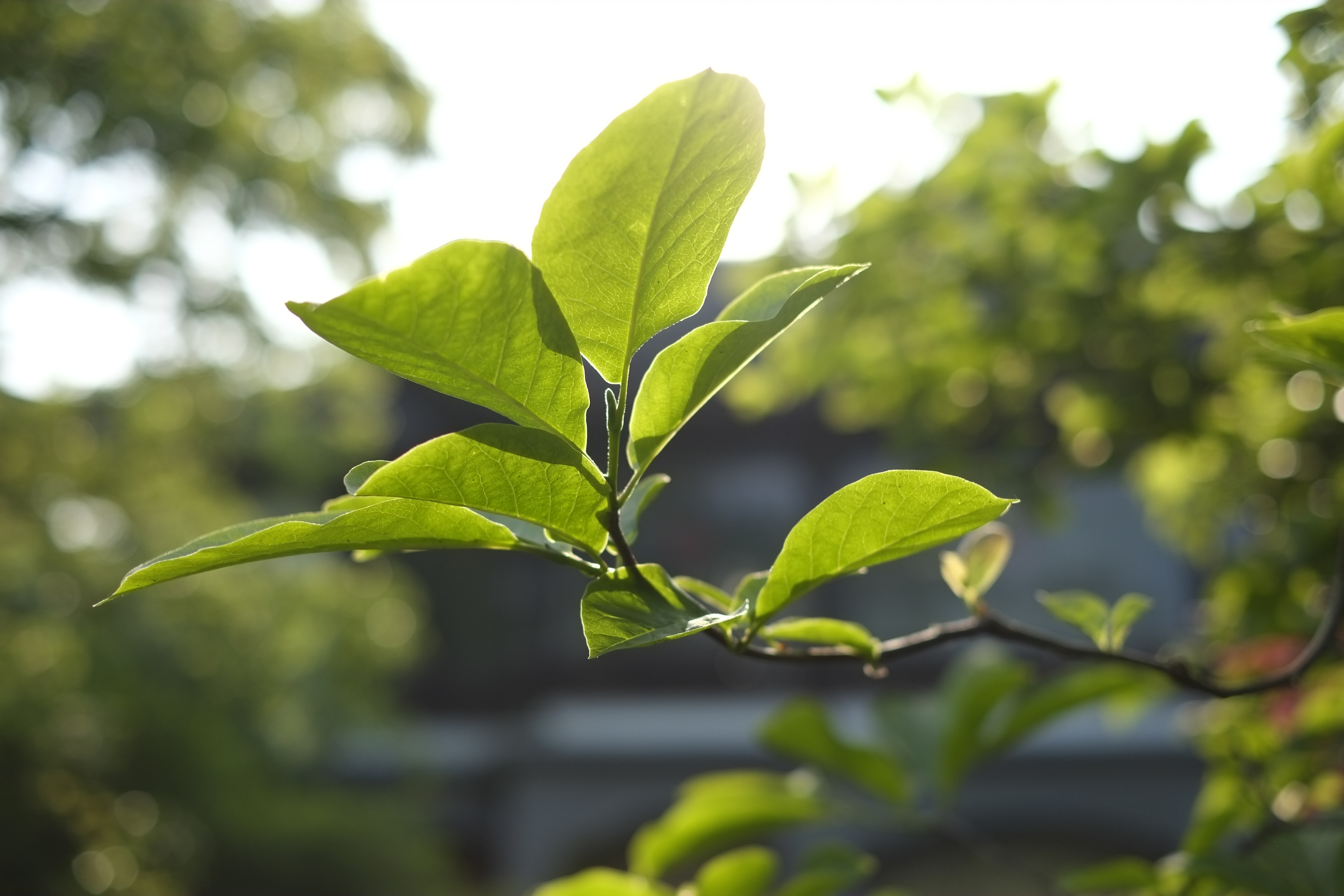 柳浪闻莺植物图片