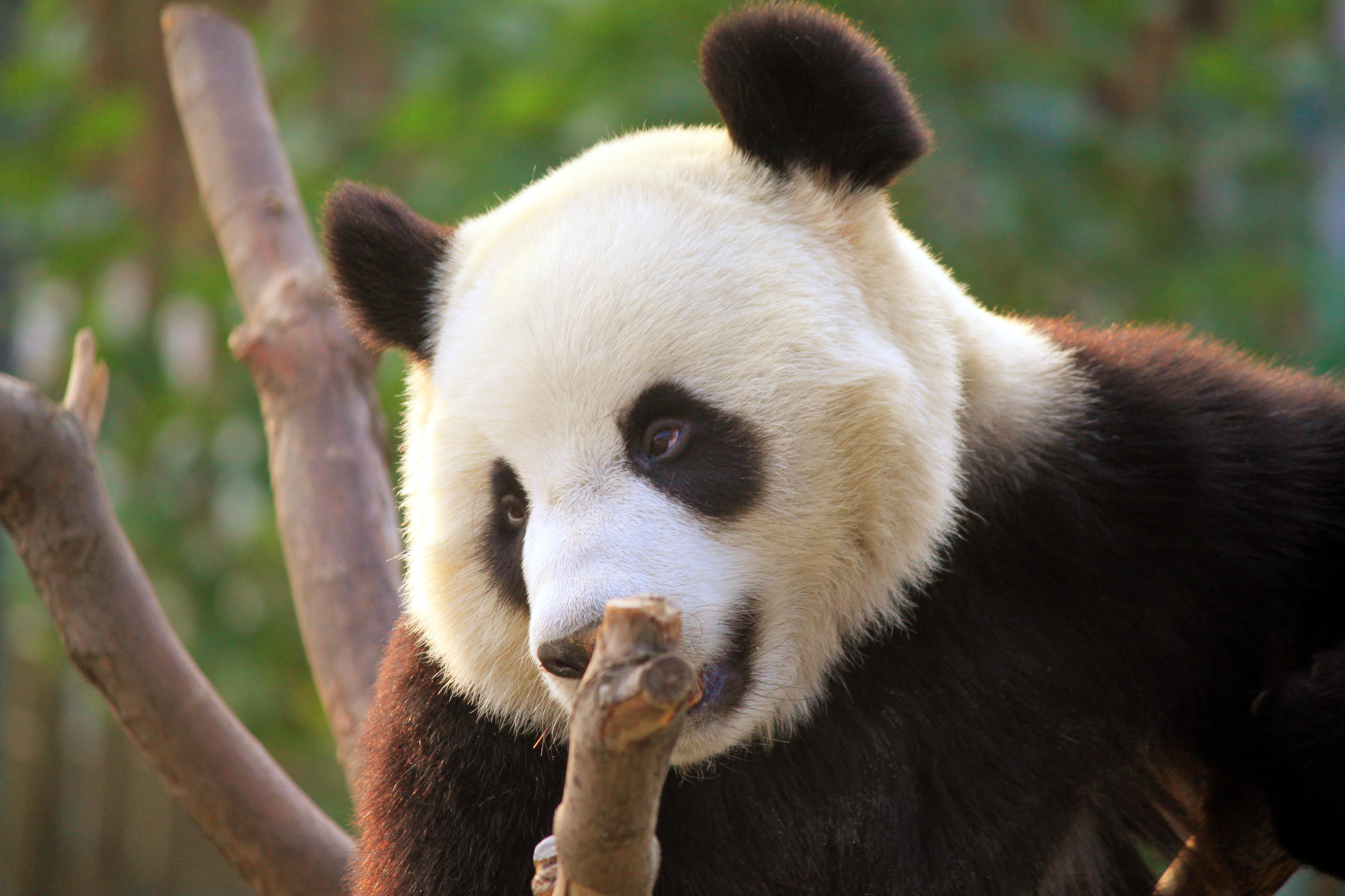 【i旅行】武林萌主大熊猫【取景于大连森林动物园熊猫馆】