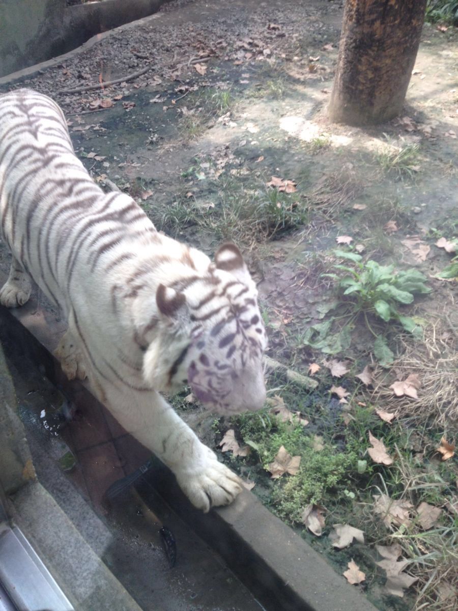 成都動物園