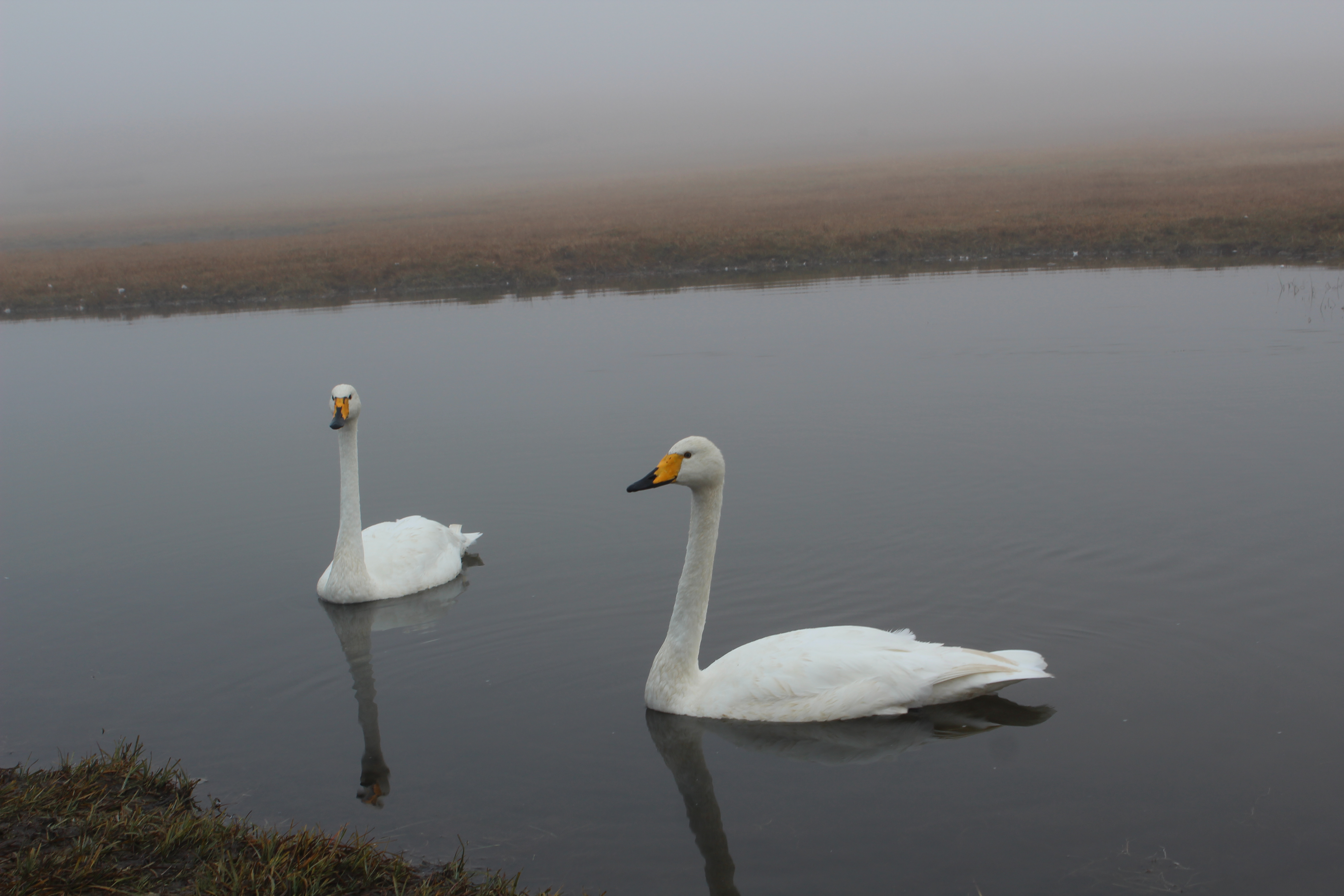 2019巴音布鲁克天鹅湖_旅游攻略_门票_地址_游记点评,巴音郭楞旅游