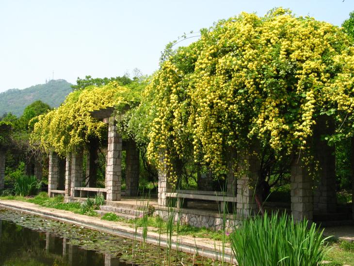 中山植物园旅游景点图片