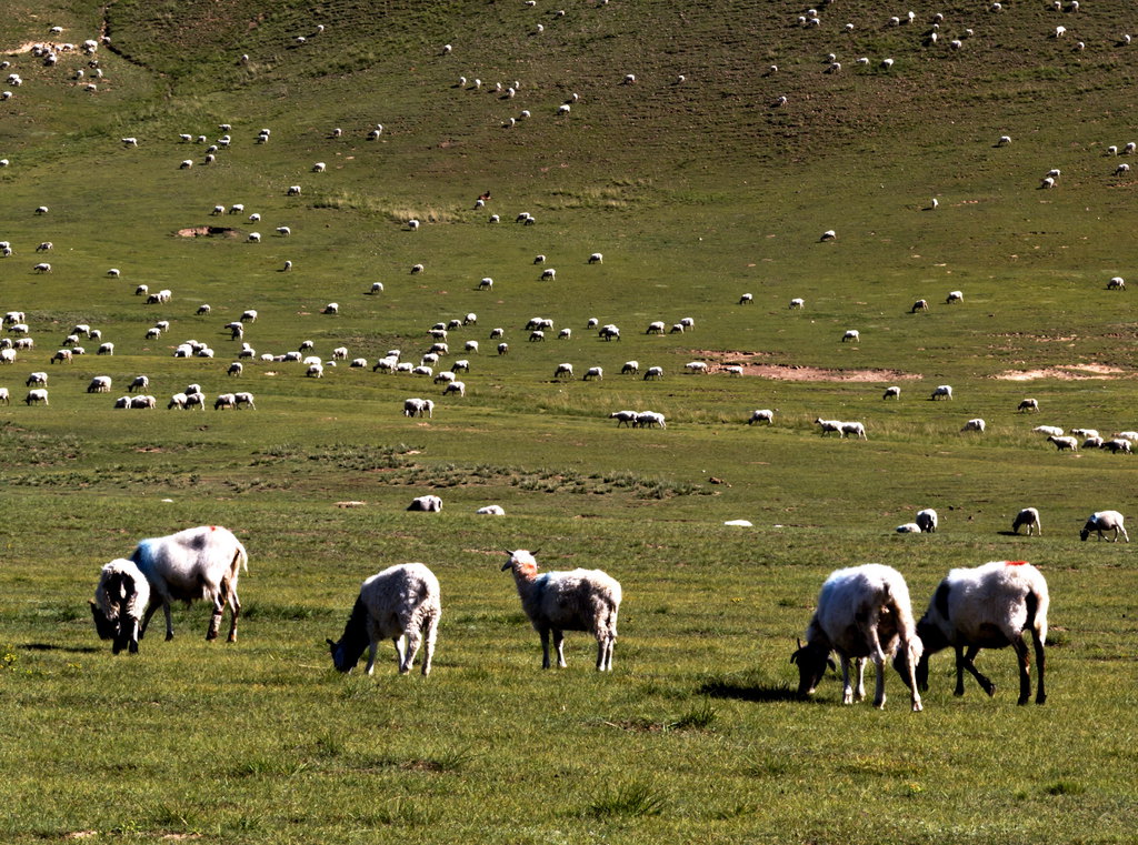 日月山的羊群