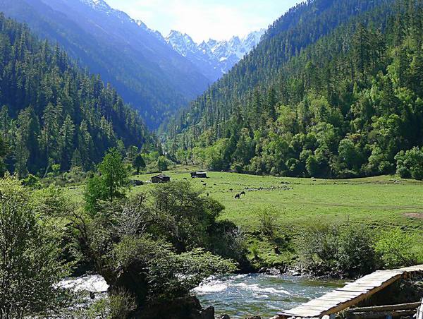 原始森林环抱的鲁朗高山牧场,一片欧陆风光.