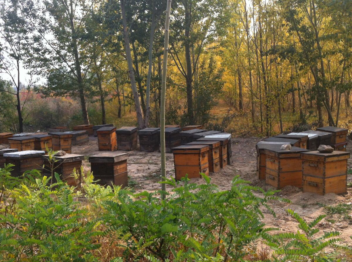 美在途中之塞外金秋