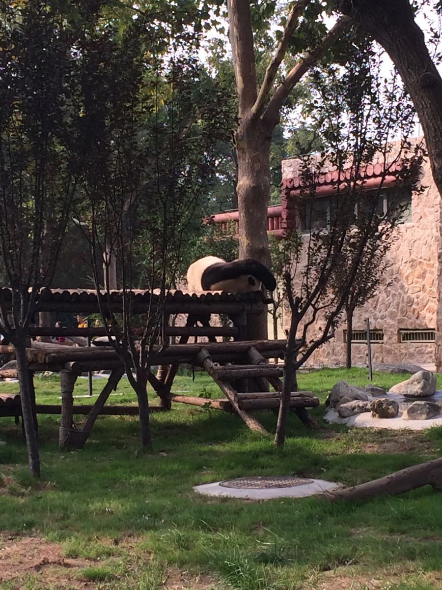 濟南動物園jinan zoo