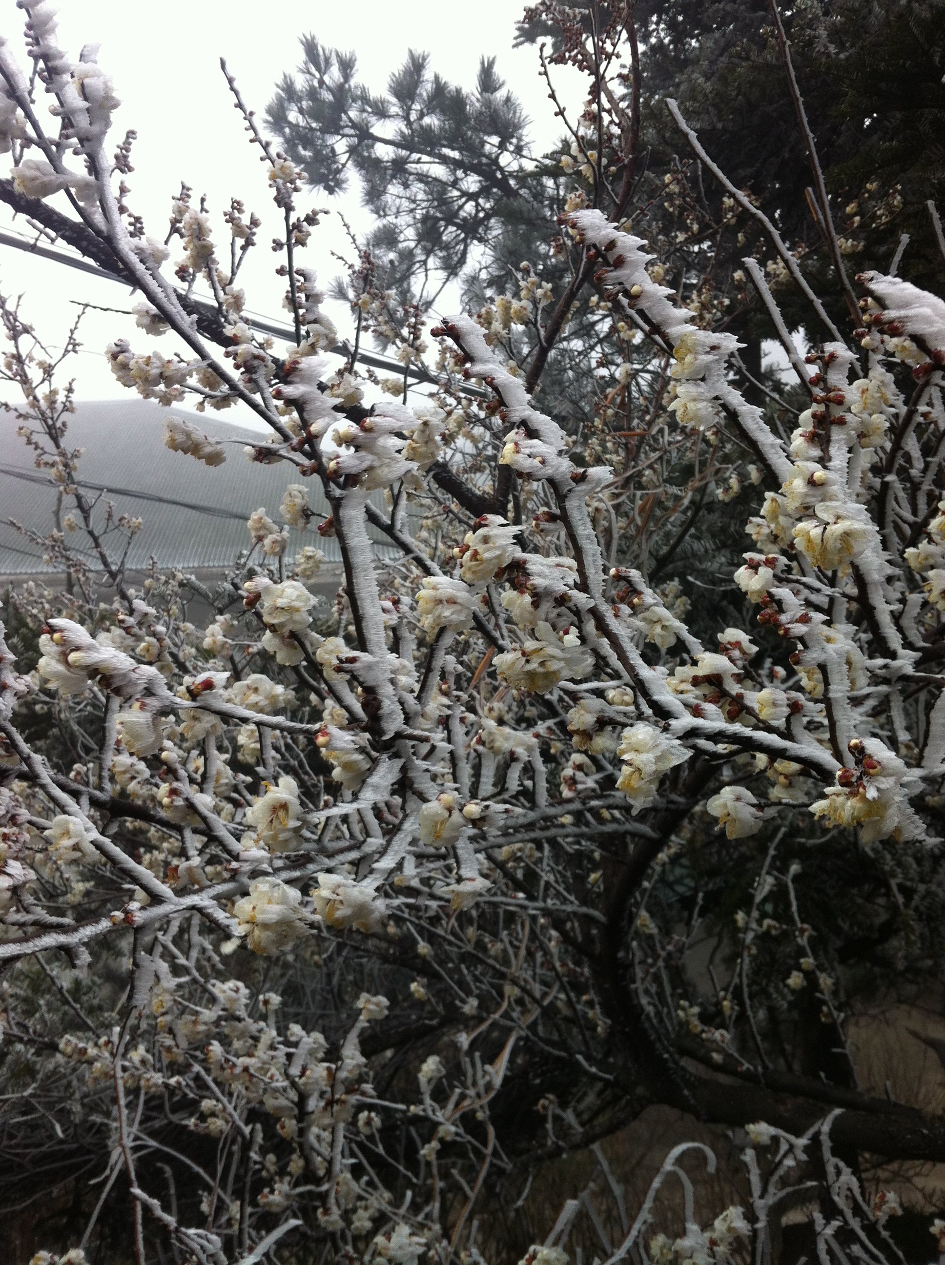  雪中臘梅.