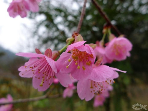 漳平永福樱花节和九鹏溪度假