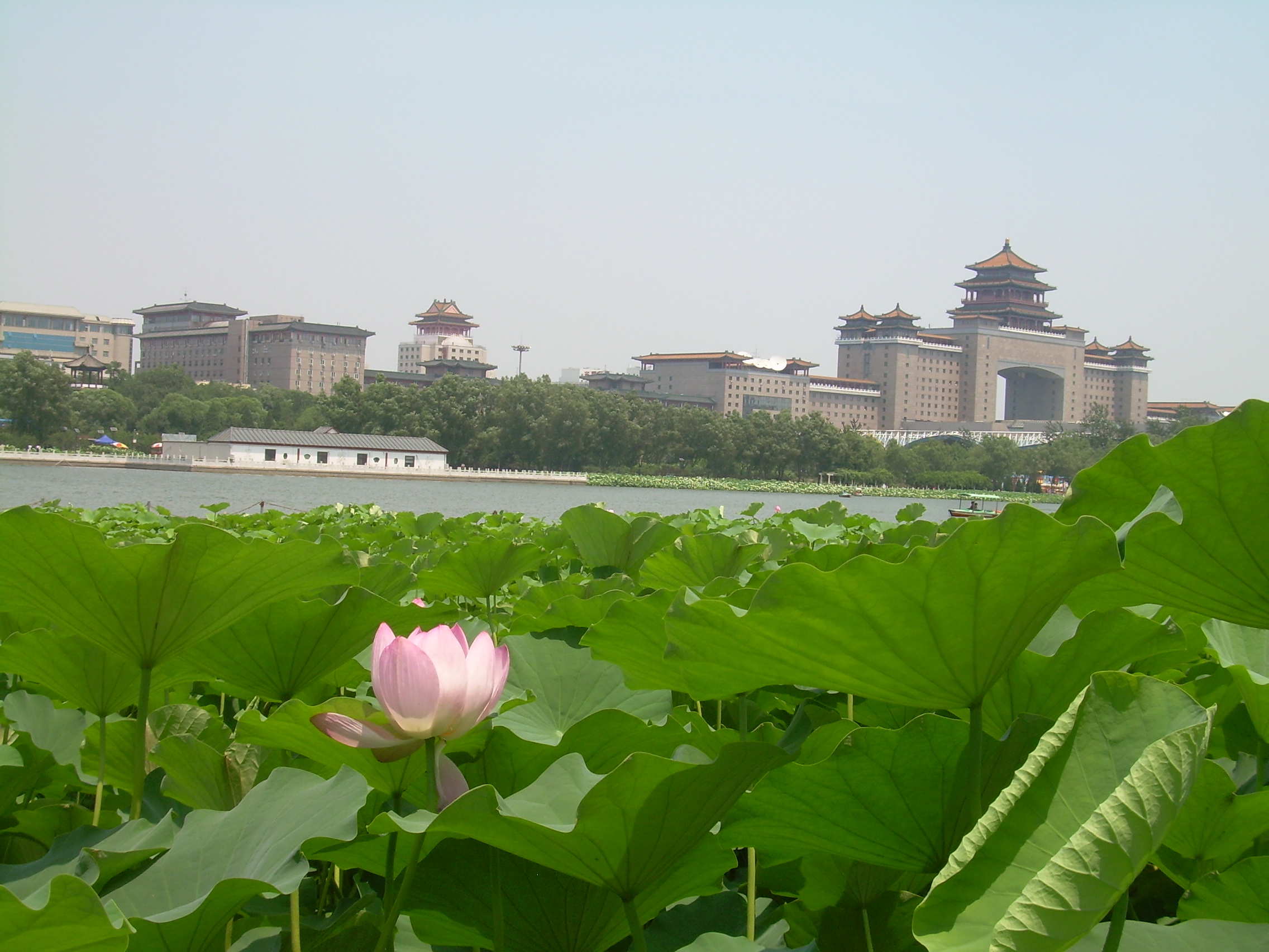 莲花池公园特色图片