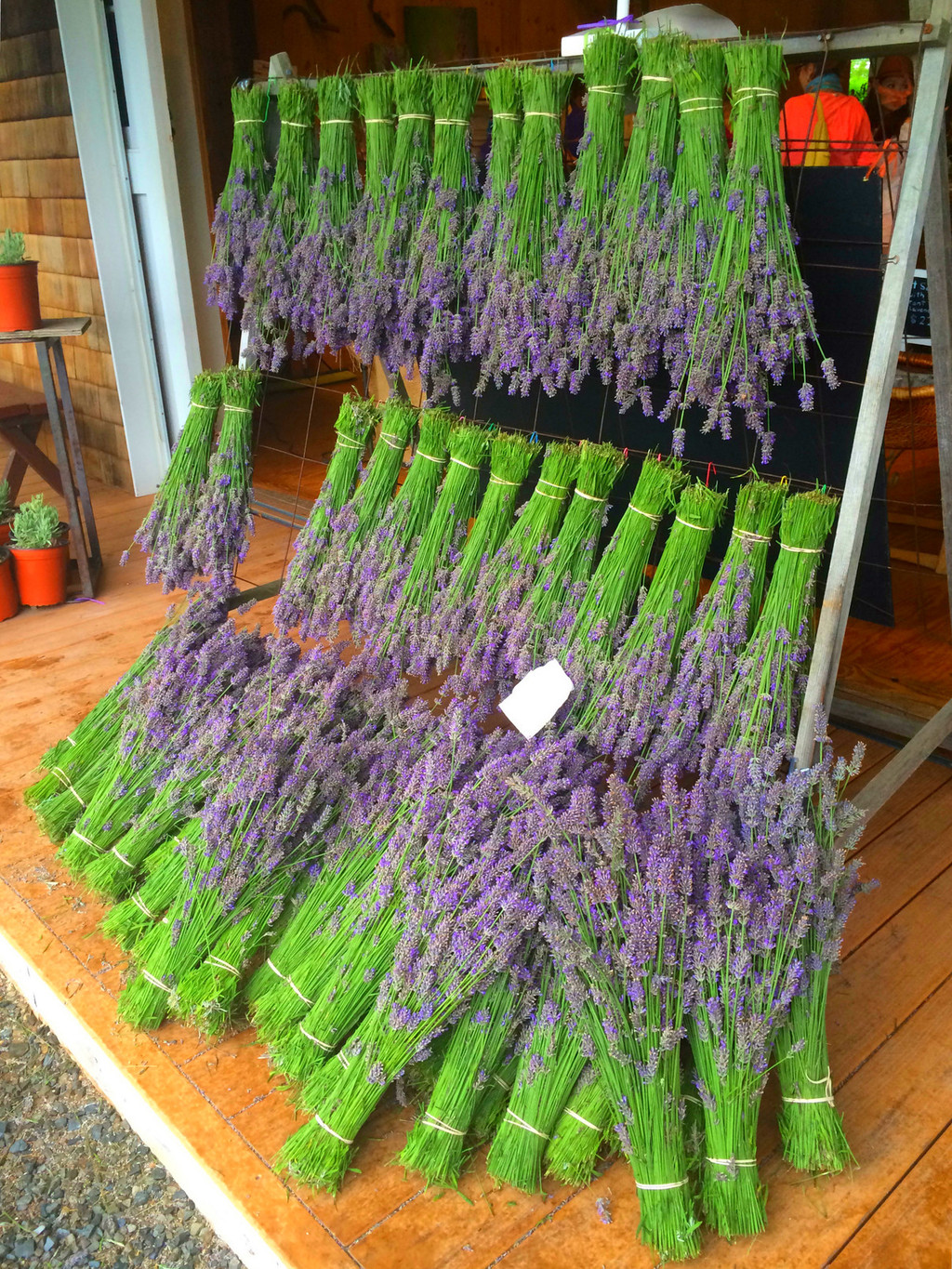 浪漫薰衣草庄园 纽约长岛roadtrip 纽约游记攻略 携程攻略