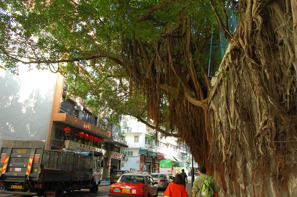 从地铁站步行到山林道,沿着柯士甸路,天文台道,穿行在弥敦道旁边的
