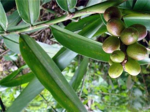 南药仙子——呀诺达益智花开满园香