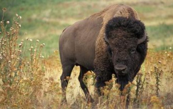 超级活火山黄石公园