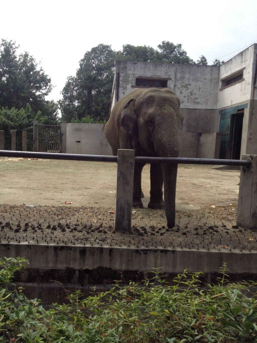 成都動物園