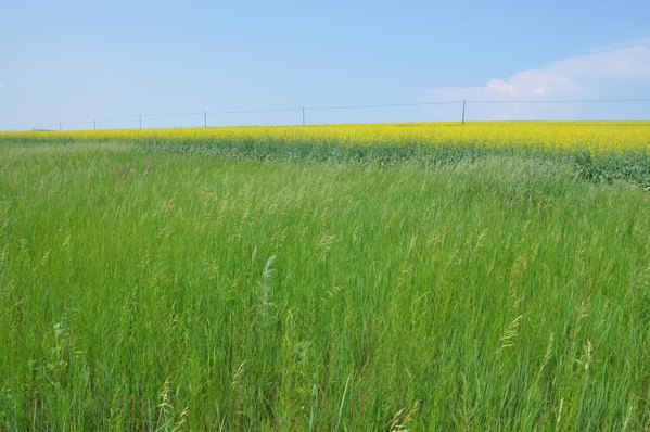 呼伦贝尔草原主要生长着碱草,针茅,苜蓿,冰草等120多种牧草.