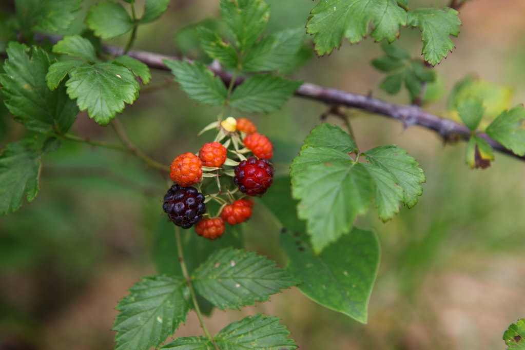 大崎山--10年后的再次约会