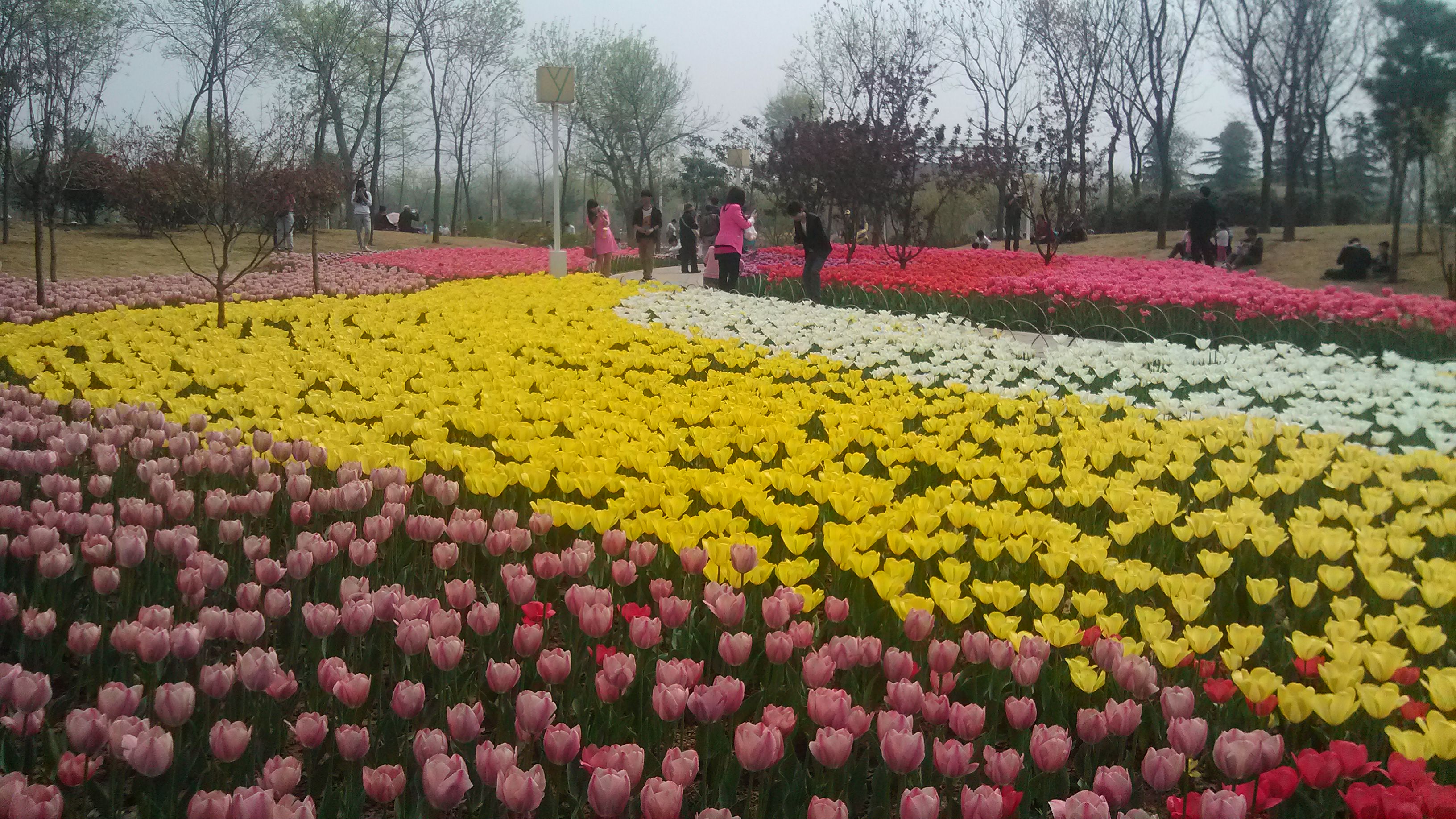 郑州树木花卉博览园图片