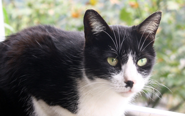 猫猫之意 台湾猫村 候硐 台北游记攻略 携程攻略