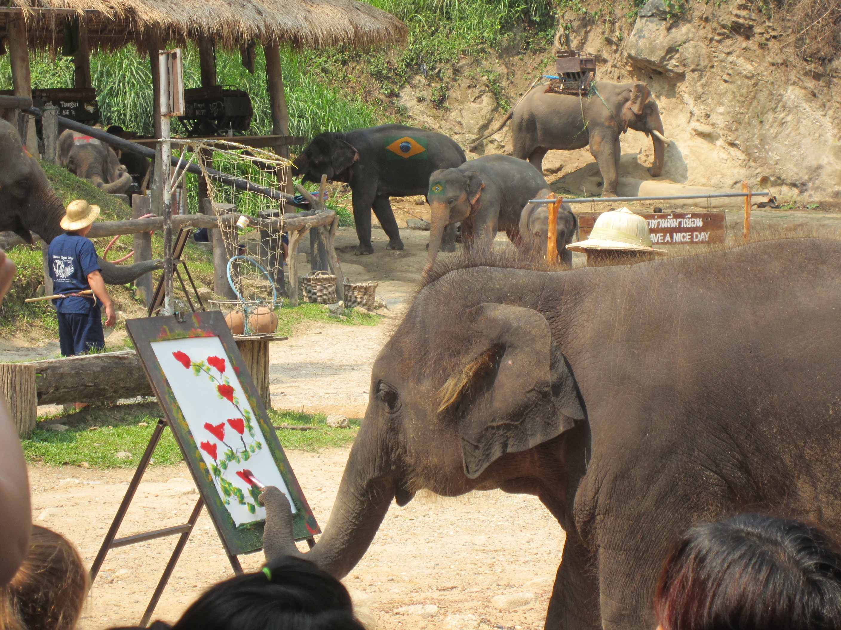 2023Ran-Tong大象保护中心游玩攻略,那些骑大象看大象表演之类的...【去哪儿攻略】