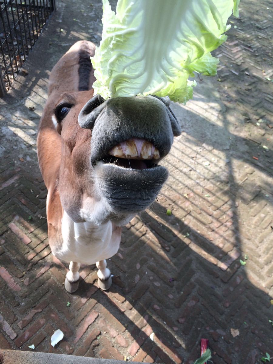 2019濟南動物園_旅遊攻略_門票_地址_遊記點評,濟南旅遊景點推薦 - 去