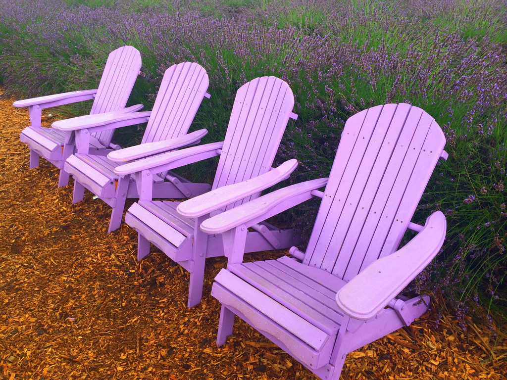 浪漫薰衣草庄园 纽约长岛roadtrip 纽约游记攻略 携程攻略