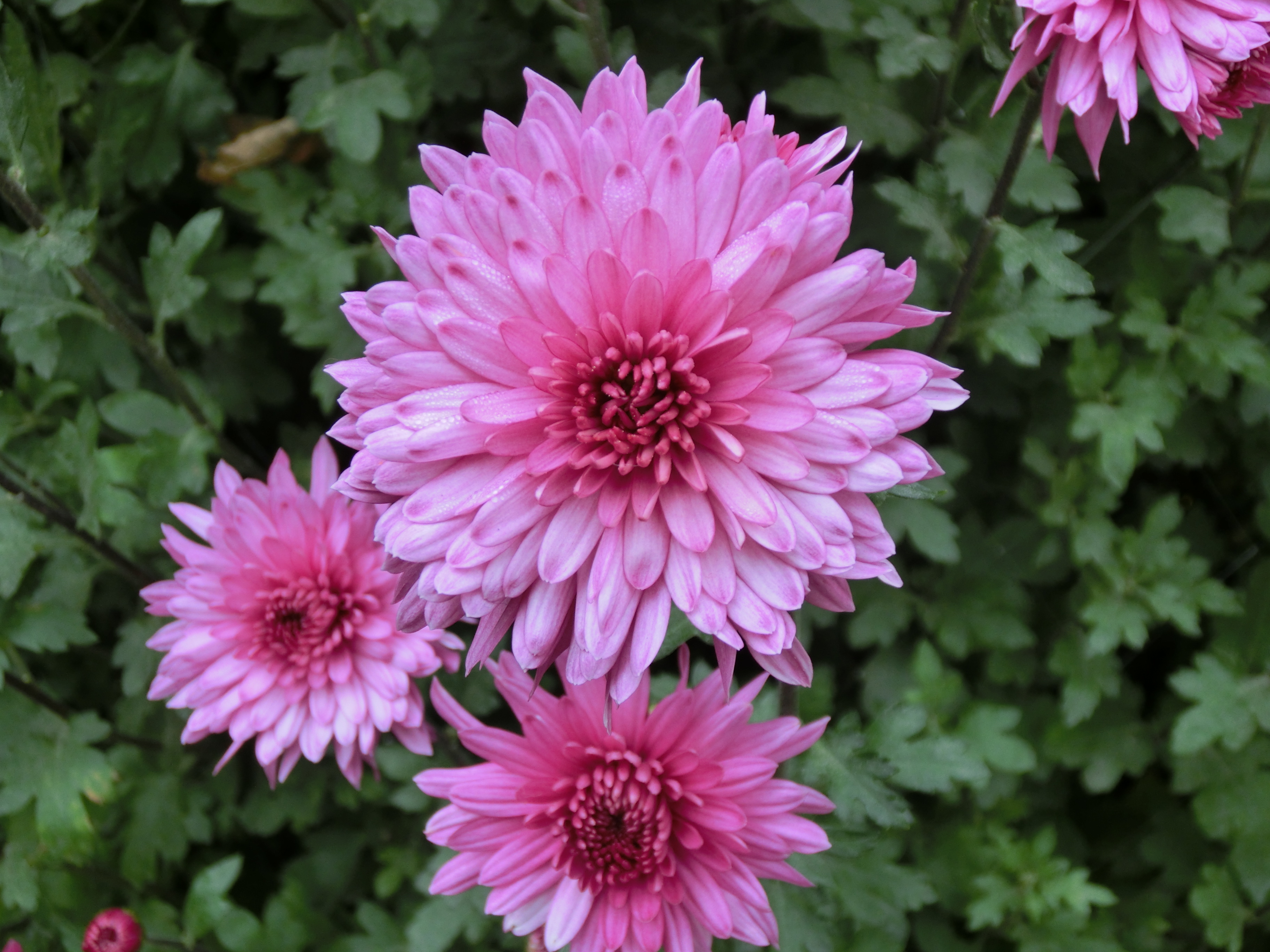 随手拍!富有层次感的菊花