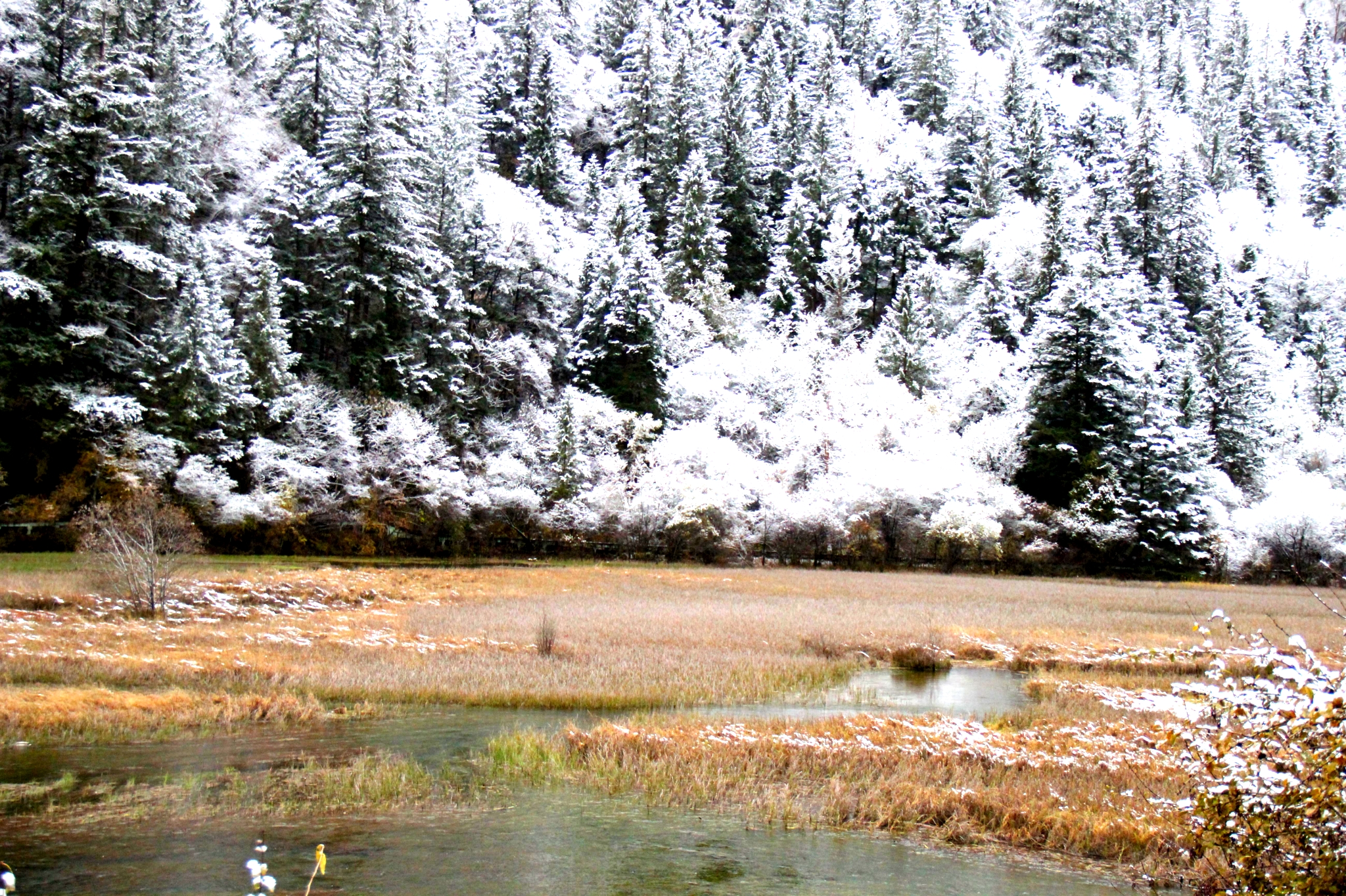 箭竹海水上的雪融化了些許,可週圍的山上,樹