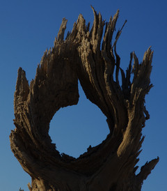 [轮台游记图片] 大漠胡杨-三个千年 >>>>>> 木垒、额旗、轮台-三个景观