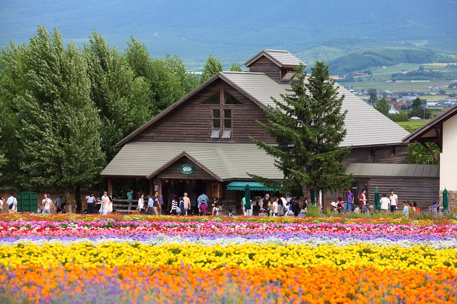 北海道富良野 8 個必去旅遊景點，日本最大的薰衣草花田就在這！