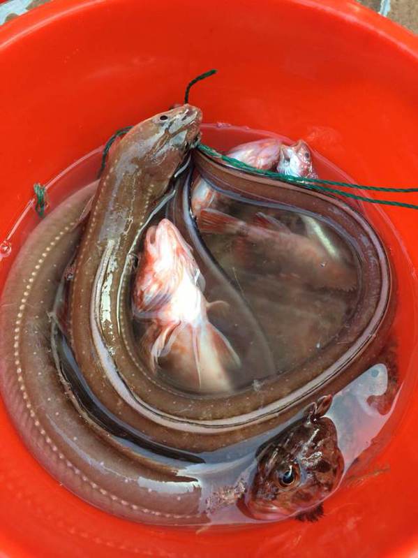 两条沙鳗,其他都是虎头鱼.