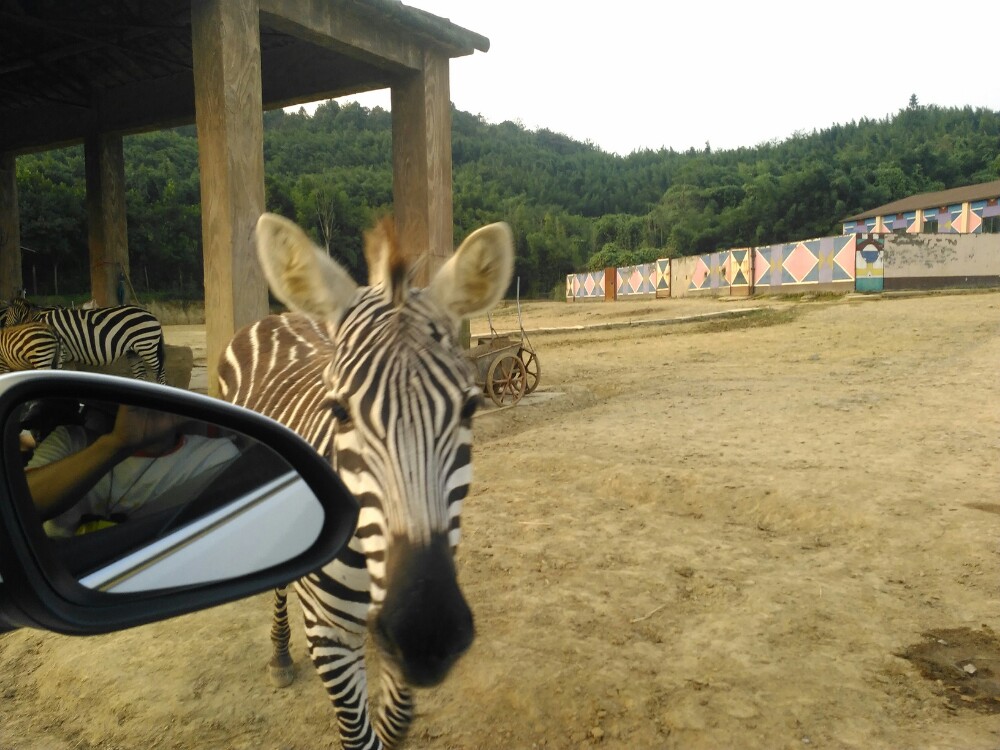 歐洲 北美洲 大洋洲 南美洲 非洲 南極洲 杭州野生動物園推薦自駕遊