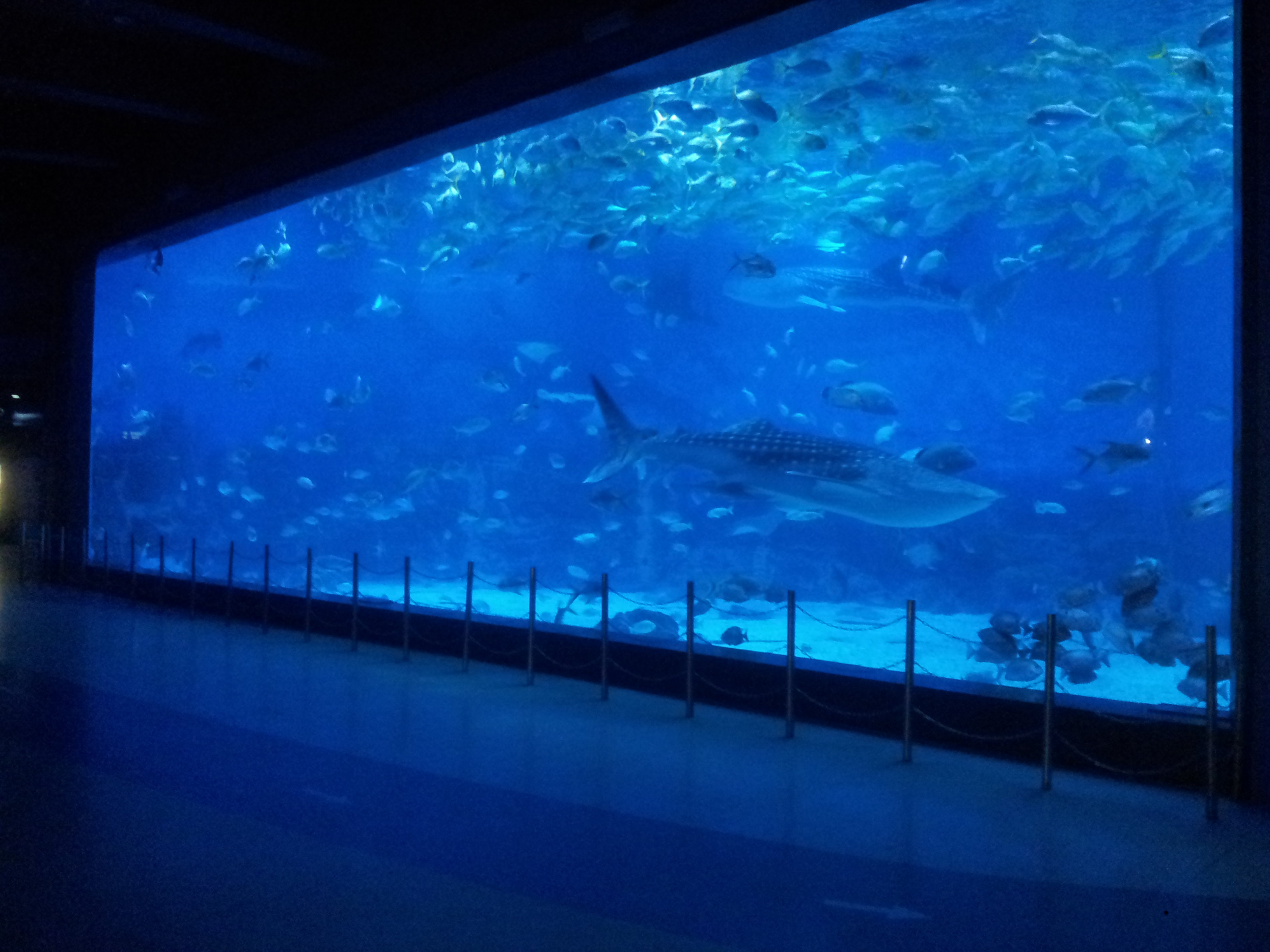 亚洲最大的海洋馆图片