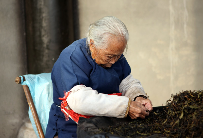 12白髮蒼蒼的老奶奶精心挑選著茶葉