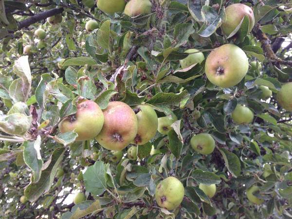这是自由的感觉:新西兰南岛十一日自驾行