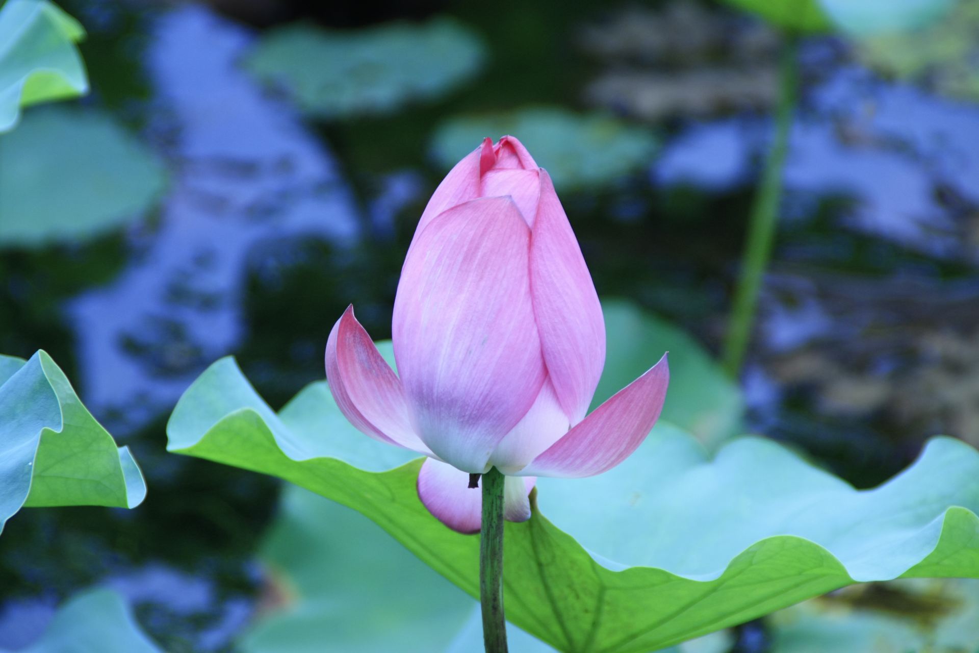 闲逛,还可以烧烤,有的公司还来东方绿洲拓展,夏天去很凉快,有片竹林