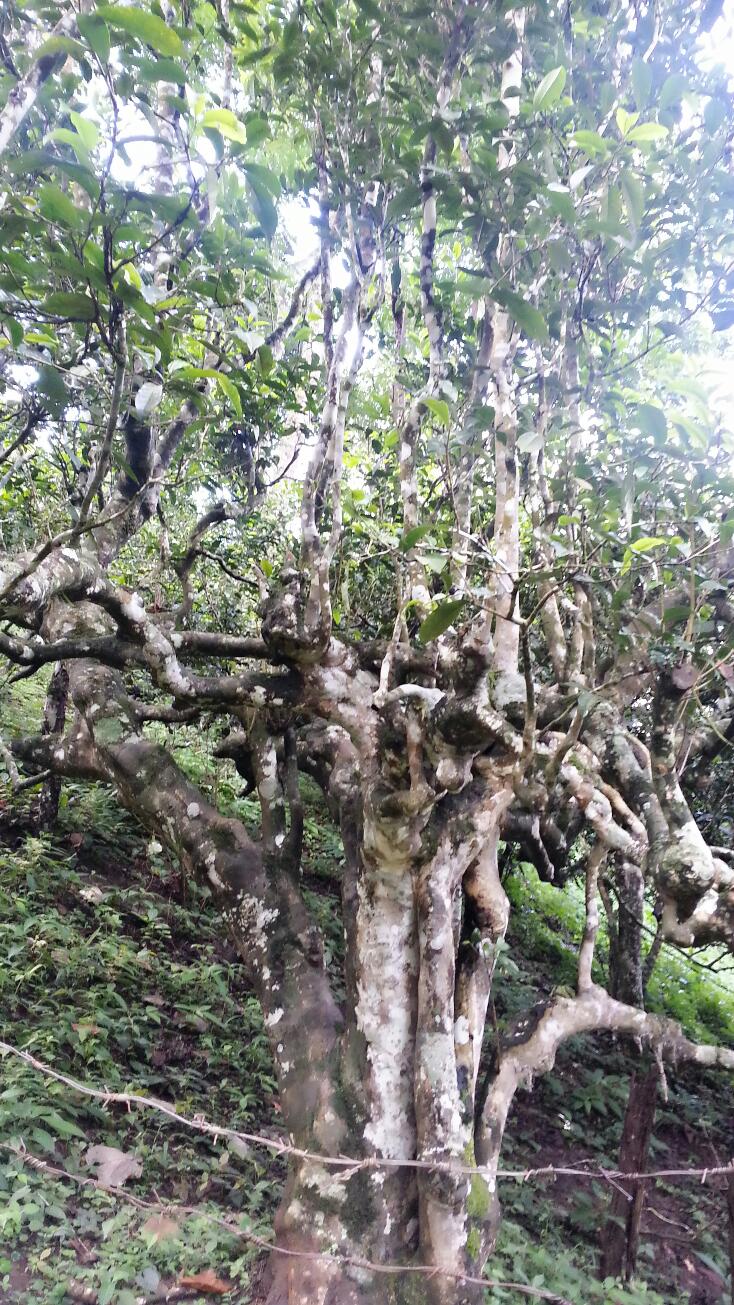南糯山古树茶基地