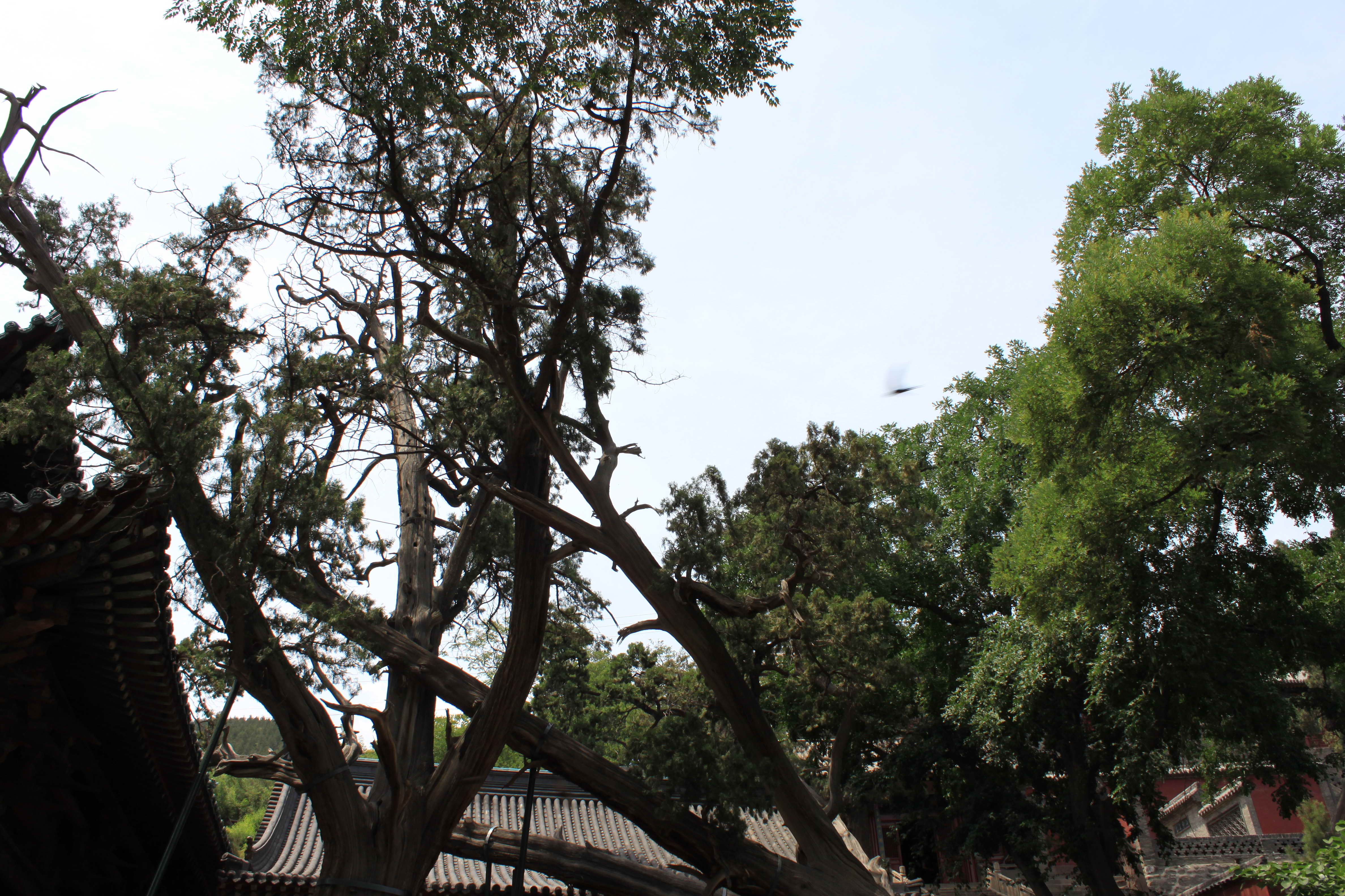                  周柏相传为西周