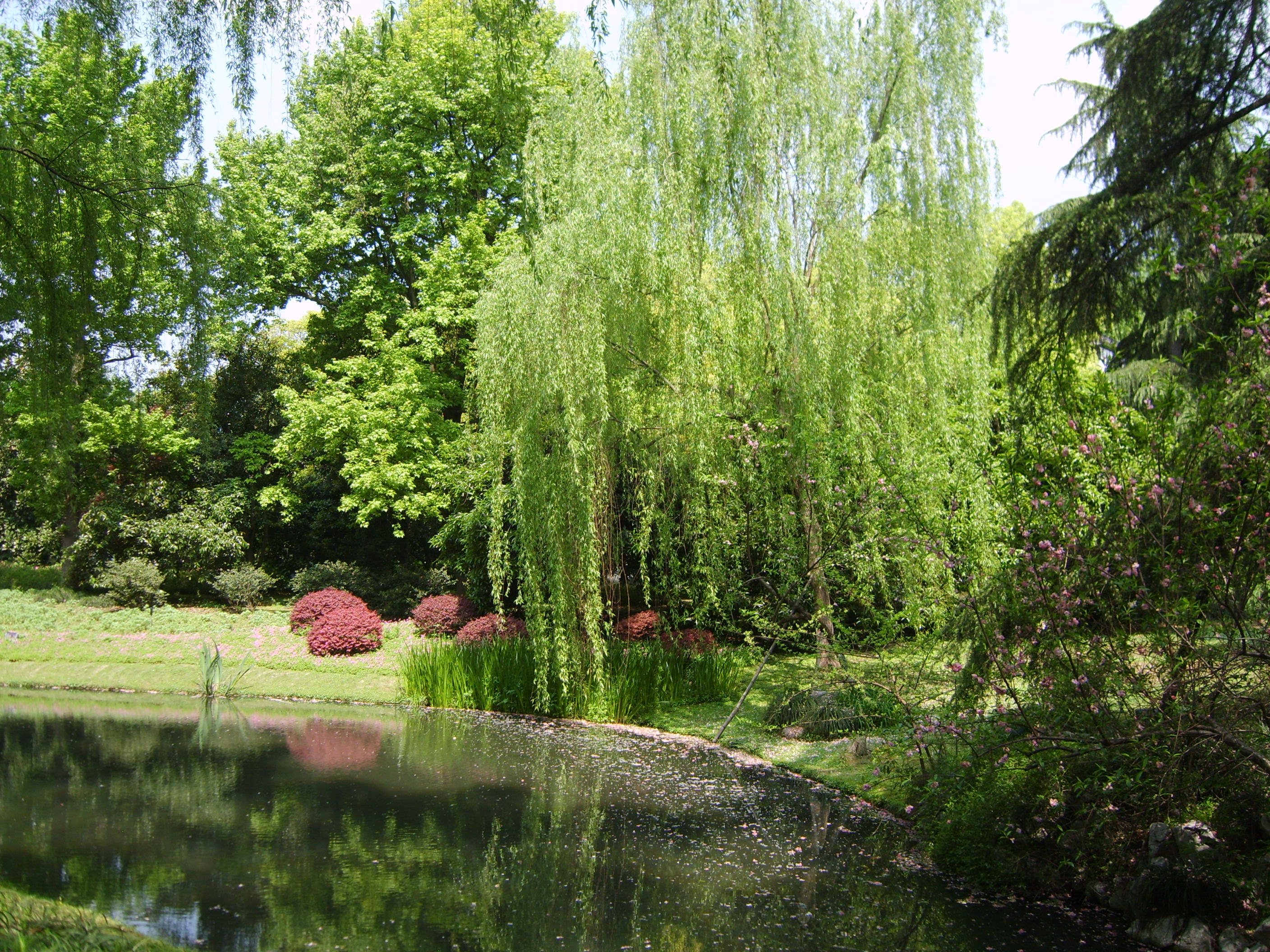 柳浪闻莺植物图片