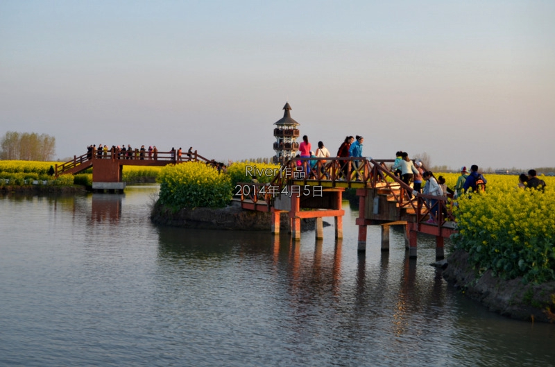 2014年4月5日-6日,泰州(千島菜花,溱湖國家溼地公園,溱潼古鎮)