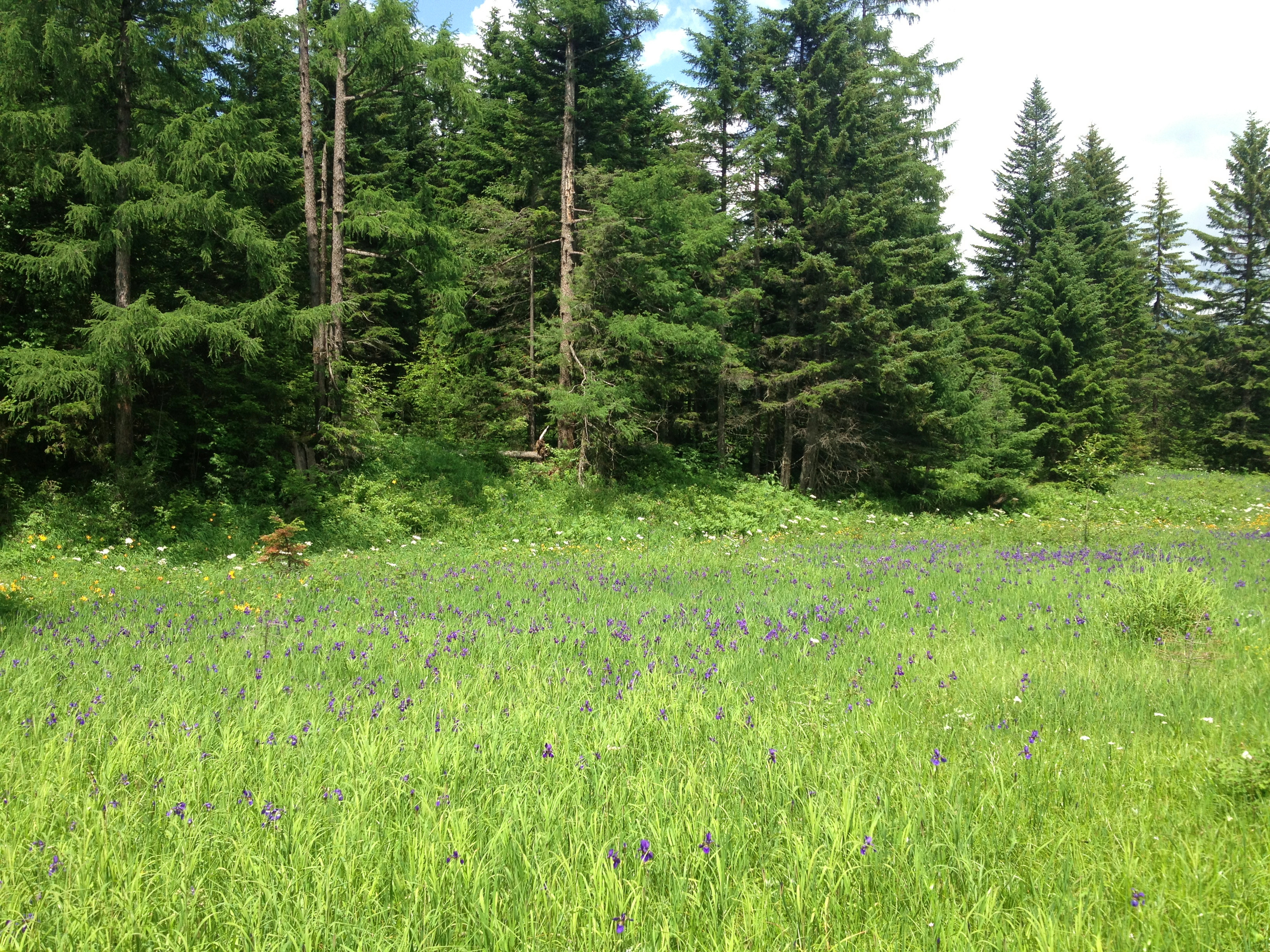 长白山西坡景区