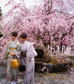 [京都游记图片] 去日本找春天，追着樱花由东往西