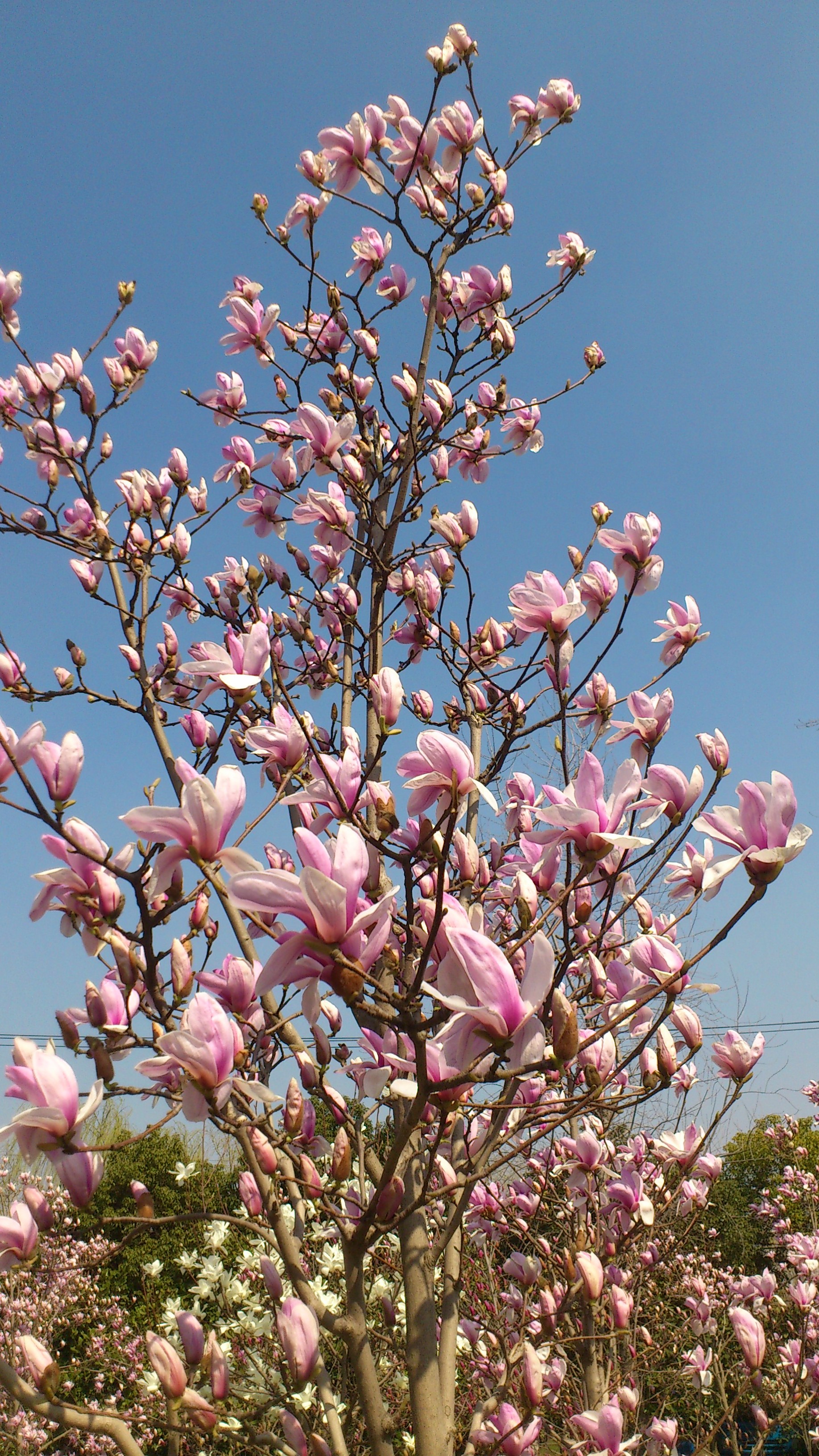 上海的市花是什么花啊(上海的市花是什么?市树是什么?