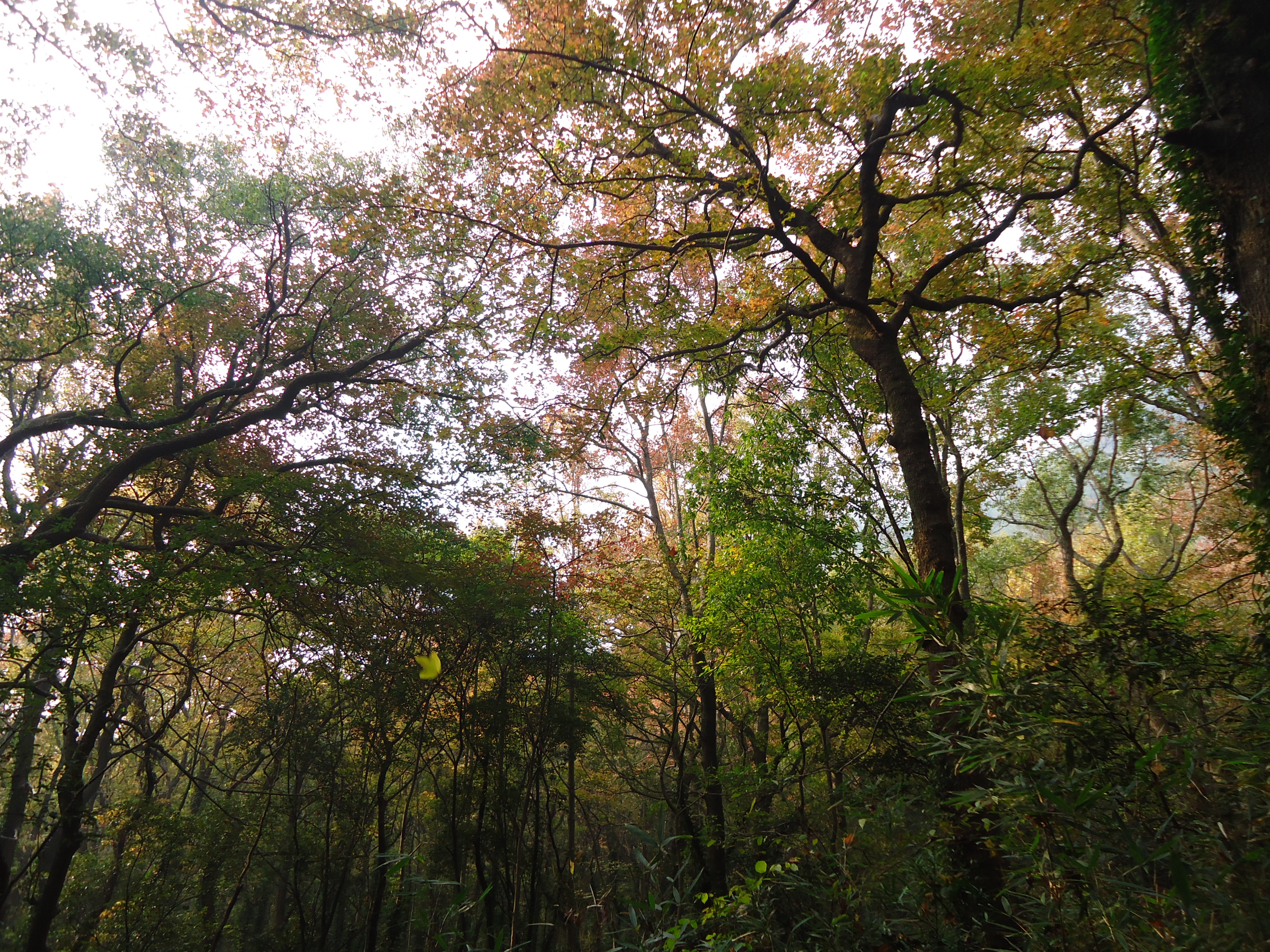 绿树成荫,空气