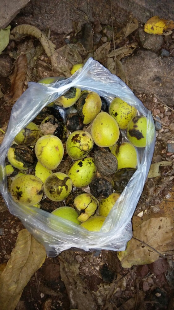 2022鸡冠山国家森林公园游玩攻略,山陡!坡急!景美!好地方!