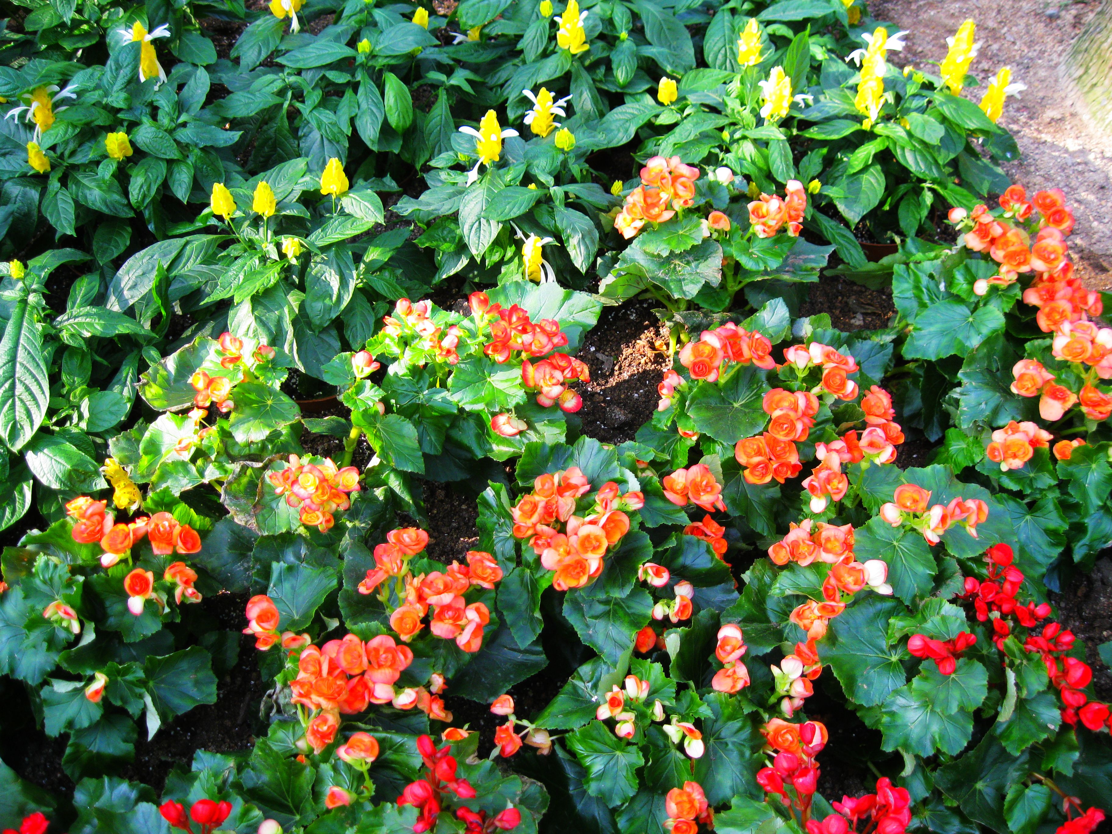 小郊遊,花花草草的辰山植物園