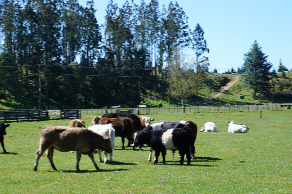 【2014】走进新西兰之三:罗托鲁瓦爱歌顿农场